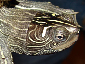 Псевдогеографическая черепаха