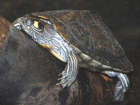 Фото Терекай