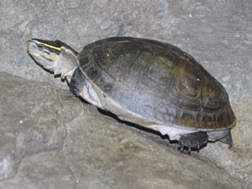 Фото Терекай