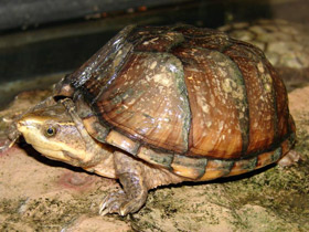 Мускусная черепаха