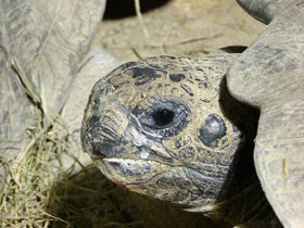 Фото Слоновая черепаха