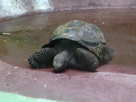 Фото Слоновая черепаха