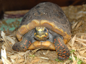 Фото Угольная черепаха