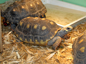 Фото Угольная черепаха