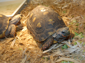 Фото Угольная черепаха