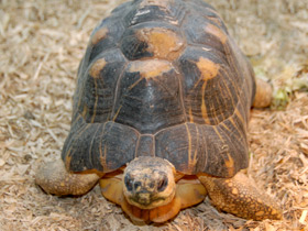 Лучистая черепаха