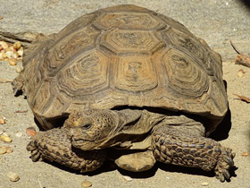 Фото Пустынный западный гофер