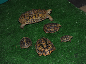 Смотреть фото Эластичная черепаха Фото Эластичная черепаха